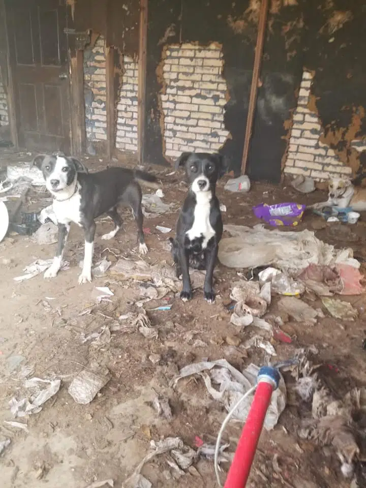 33 dogs found in horrid conditions in and around an Ascension Parish home