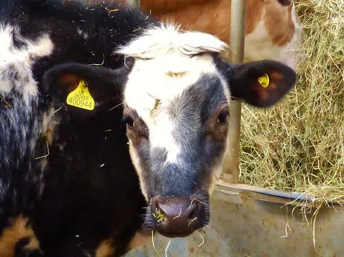 Beef industry feels impact of COVID-19