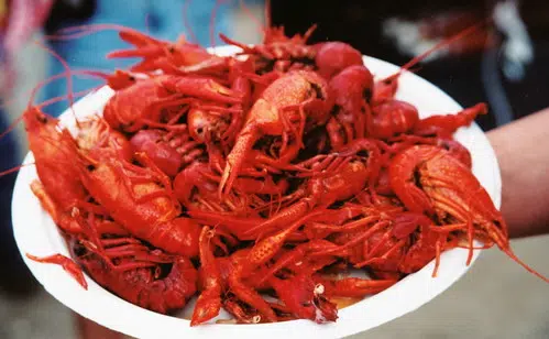 Canceled Easter boils lead to big problems for crawfish industry