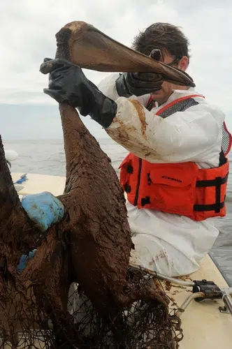 Traces of BP oil spill linger more than a decade later