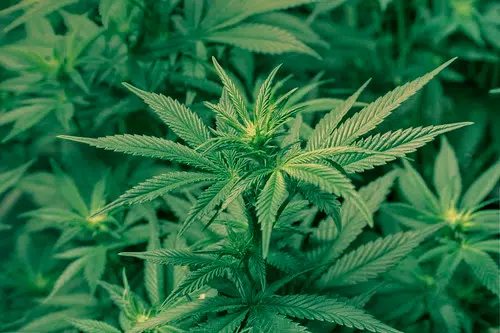 First bill filed to move to legal recreational marijuana in Louisiana
