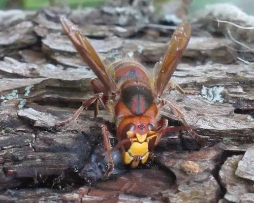 LSU Entomologist: Murder hornets not likely an imminent threat to Louisiana