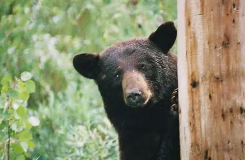 Pointe Coupee Parish is "overrun" with black bear