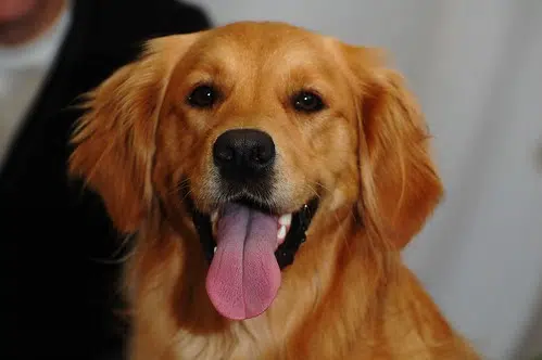 59% of pet owners are worried their dog or cat may suffer from separation anxiety as they return to workplace