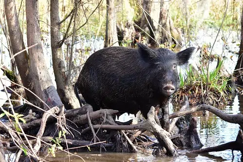 Researchers at LSU develop new lethal bait that could turn the tide in the war against feral hogs