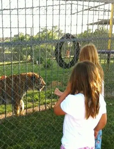 Tiger Truck Stop new ownership discontinues roadside zoo attraction