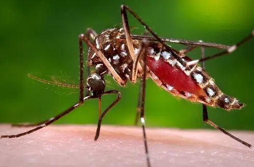 Confirmed 4 cases of West Nile neuroinvasive disease in Winnsboro