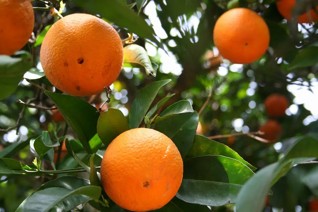 Hurricane Zeta battered Louisiana's citrus crop