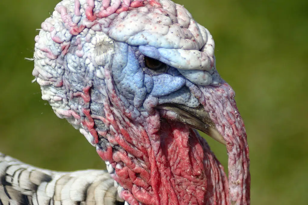Lake Charles turkey drive brings 2,000 birds to needy residents