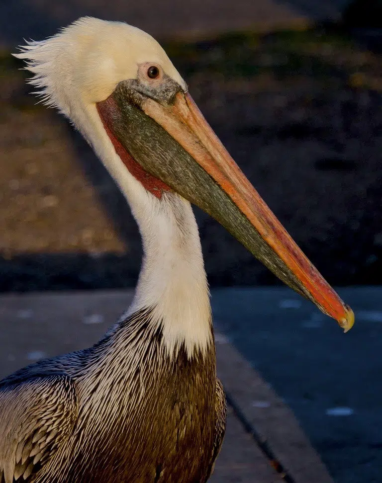 Restoration of Rabbit Island underway to assist brown pelican