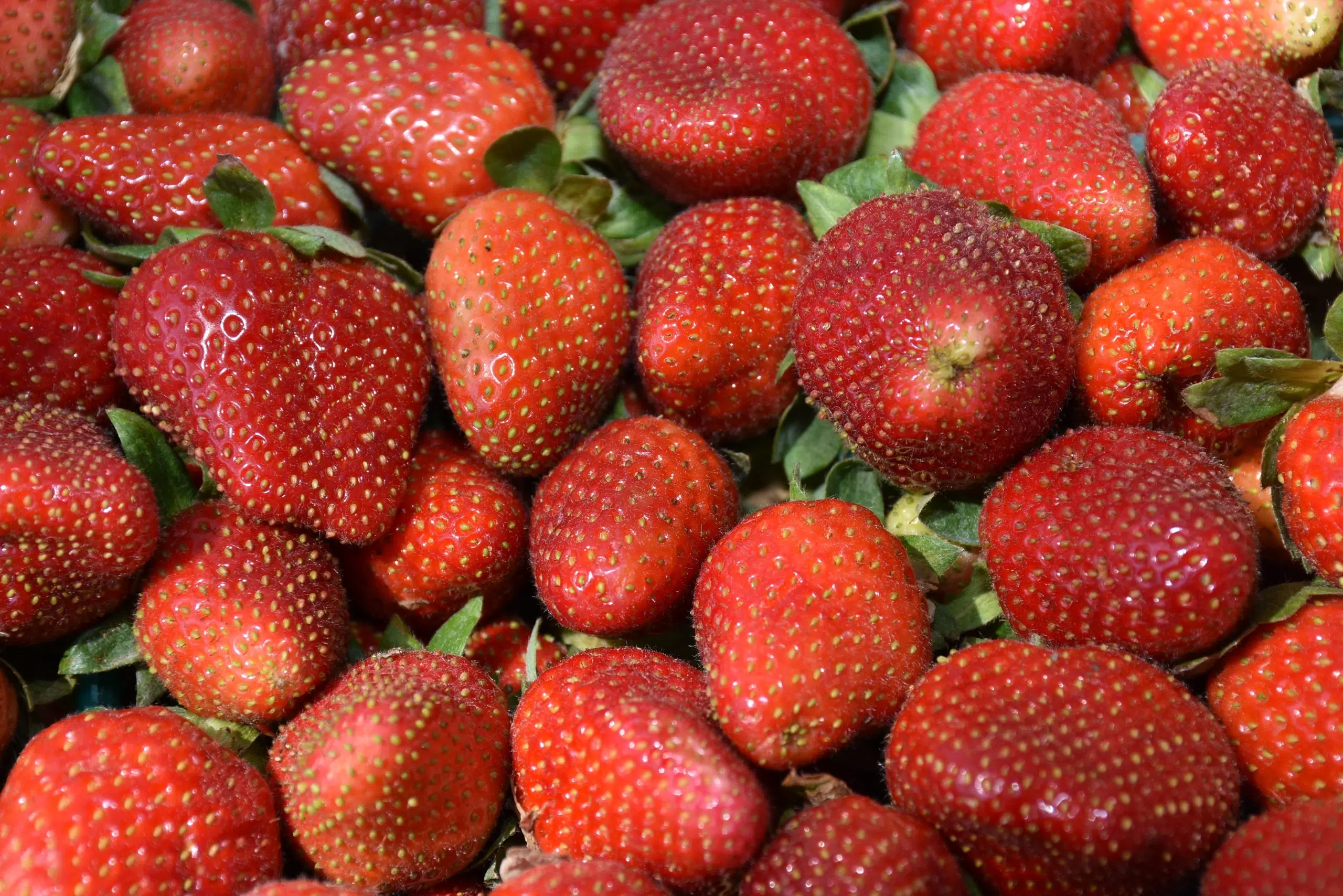 Louisiana strawberry crop looks promising in 2021