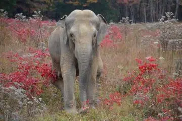 Former elephant at Louisiana Purchase Gardens and Zoo passes away
