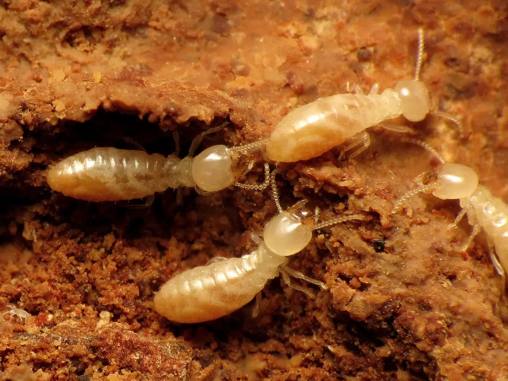 Swarming season for termites in the state is underway