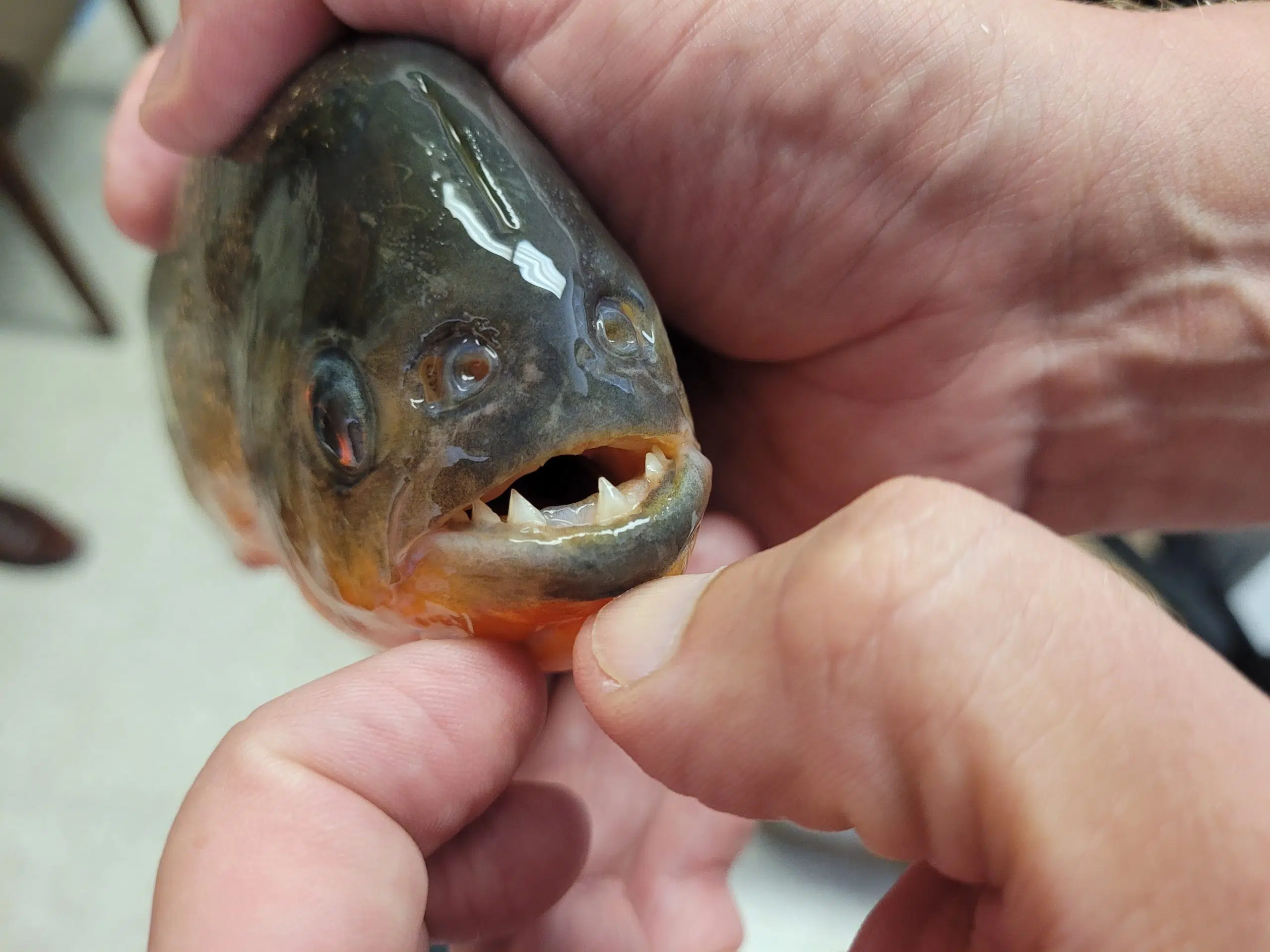 LDWF discovers a piranha at University Lakes