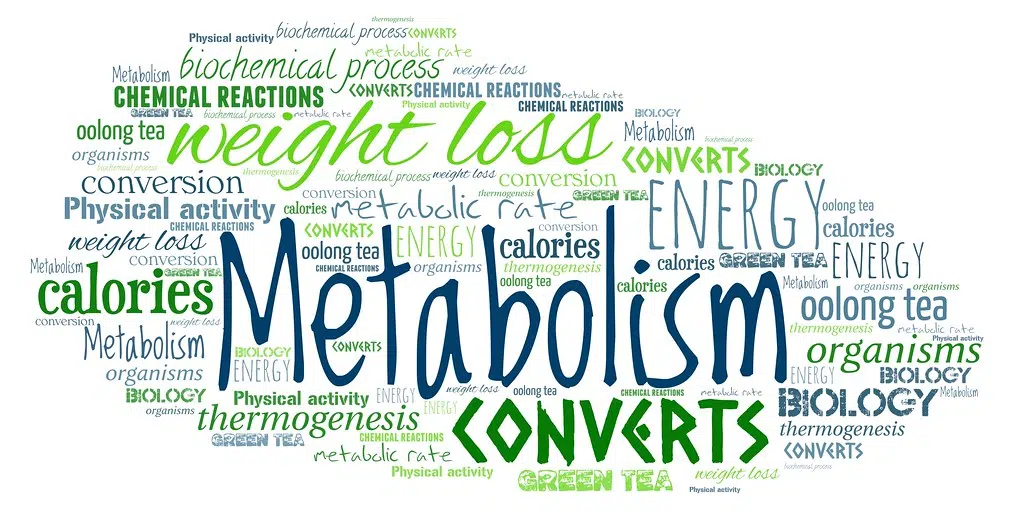 Our metabolism rate is based more on body mass than previously believed age according to Pennington study