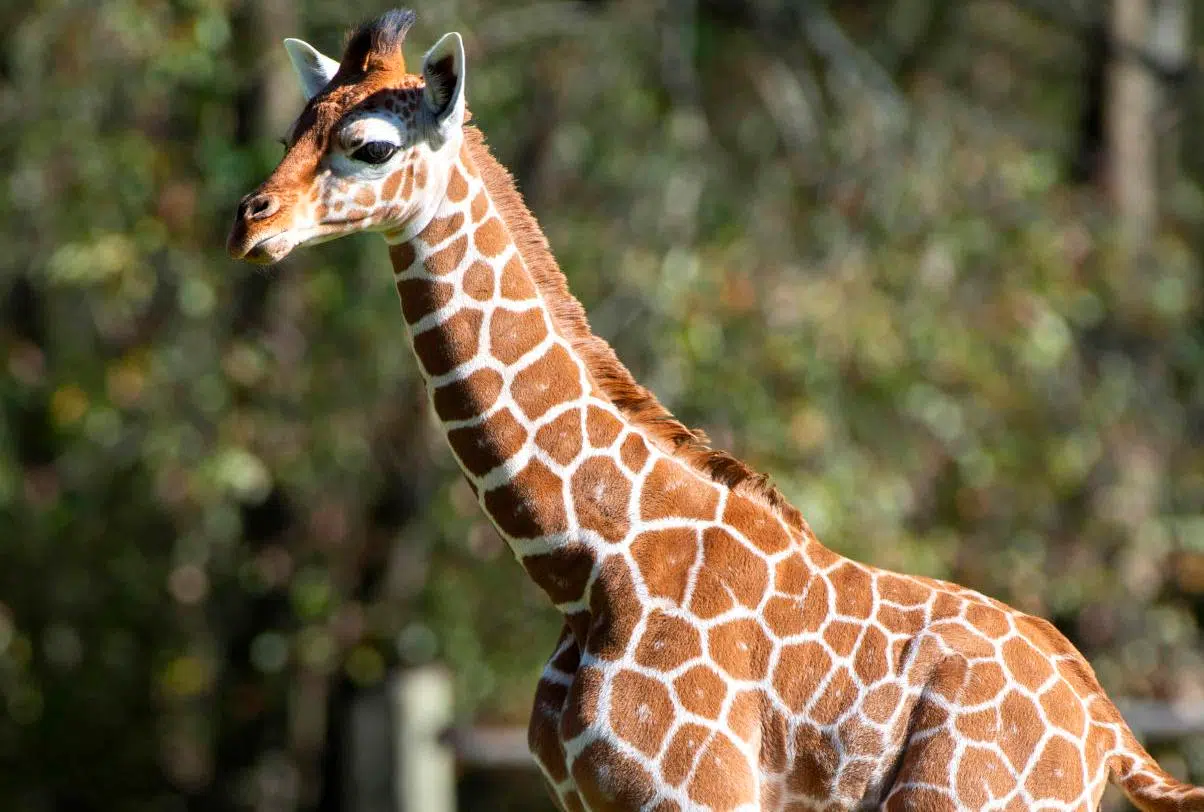 The young giraffe named after Joe Burrow at the Baton Rouge Zoo has died