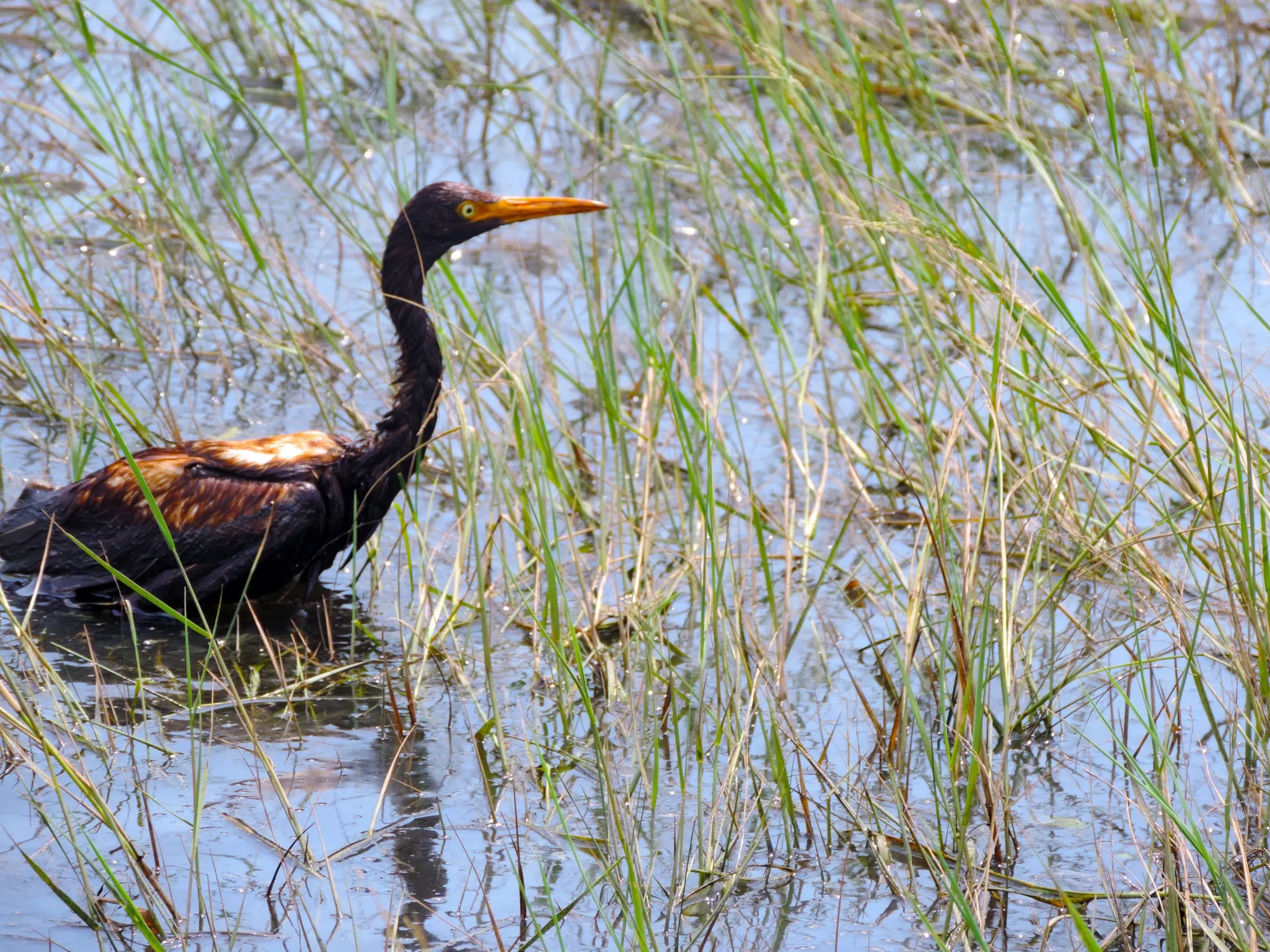 LDWF continues to save oiled birds found near refinery after Hurricane Ida