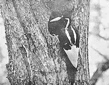 Ivory-Billed Woodpecker Declared Extinct By Feds