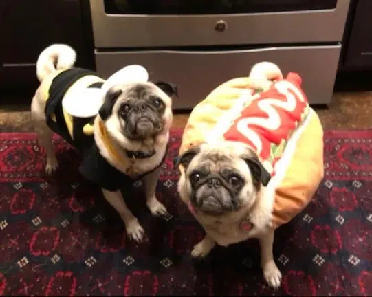 Don't let your pets get into the Hallowen candy and other tips to keep them safe