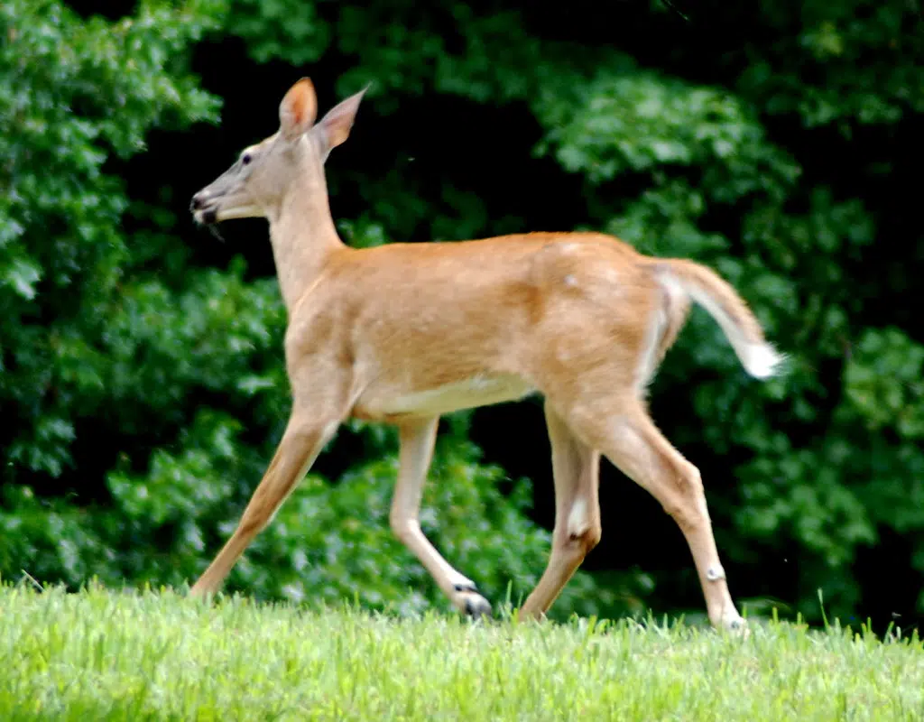 Louisiana Whitetail Deer To Be Tested For COVID-19