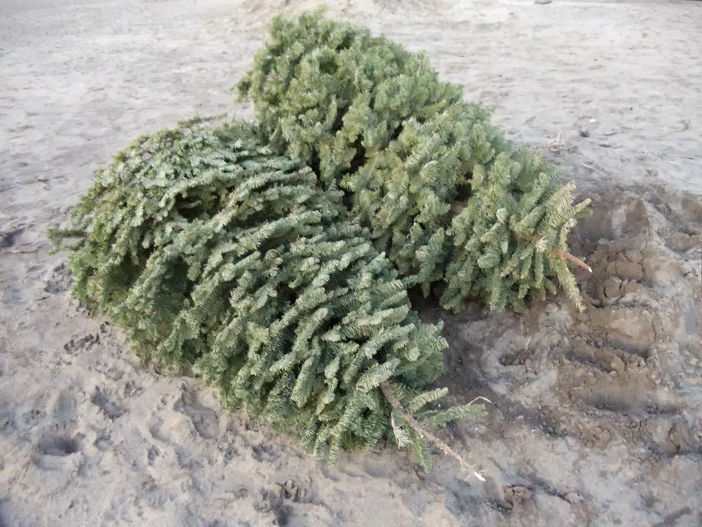 Southeastern University collecting live Christmas trees to enhance wetlands