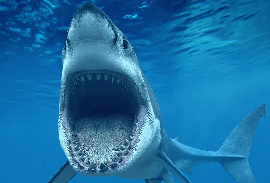 The chances of being attacked by a shark aren't necessarily in the stars, it's more likely determined by the moon