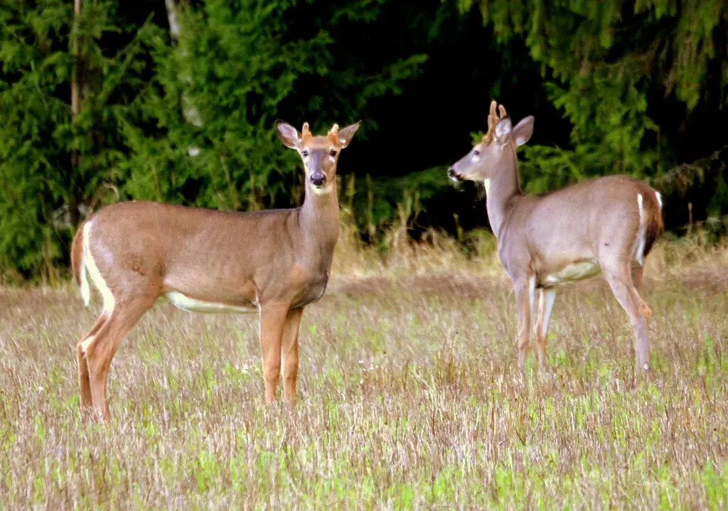 LDWF finds no cases of chronic wasting disease in Louisiana after sampling 300 deer and lifts baiting ban