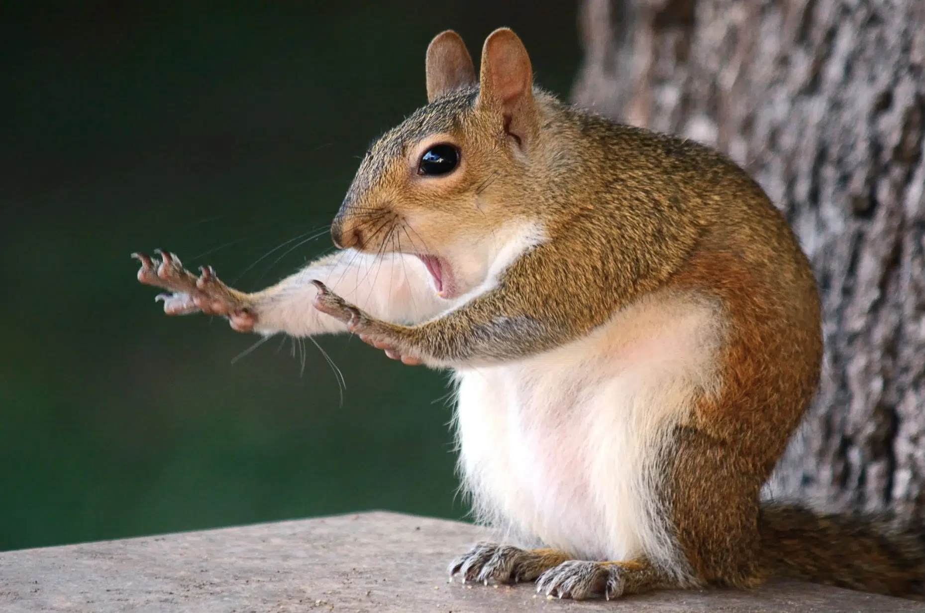 78-year-old Slidell man injured in squirrel attack