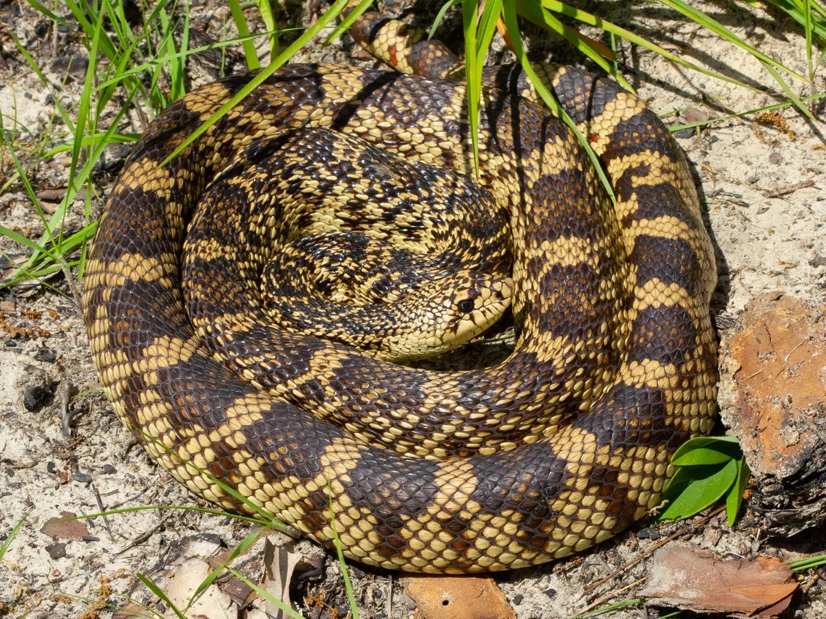 Memphis Zoo researcher breeds first Louisiana Pine Snake with artificial insemination