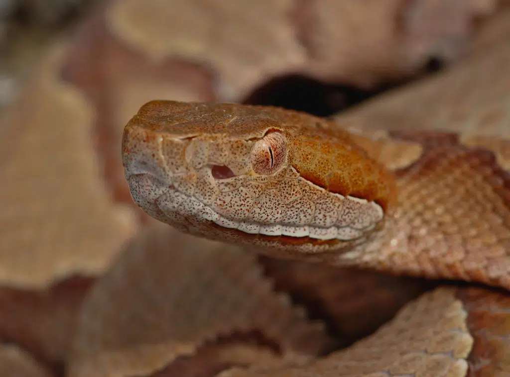Breaux Bridge man cited for illegal possession of venomous snakes