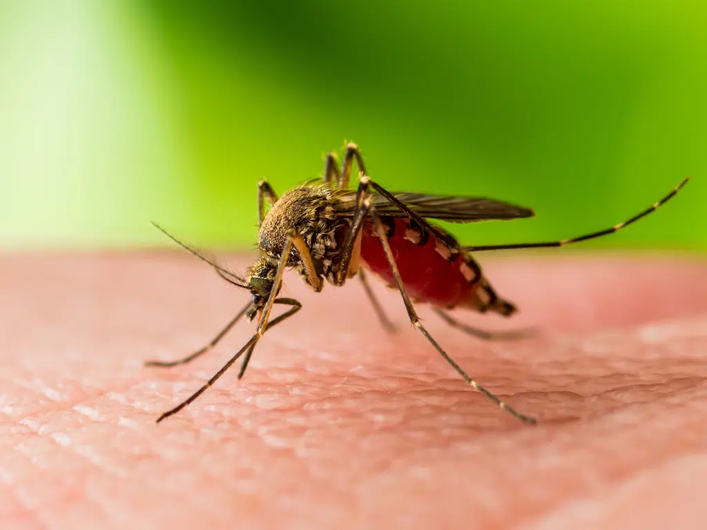 LDH  says risk for West Nile virus higher than usual this summer