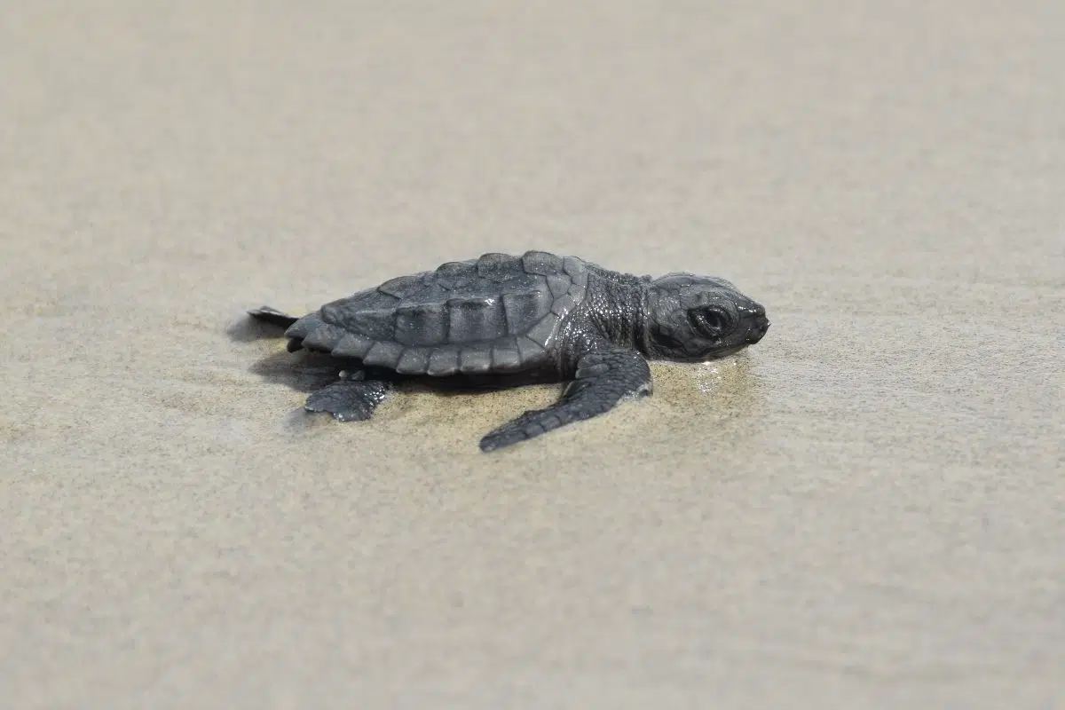 Endangered sea turtles found on remote Louisiana island.