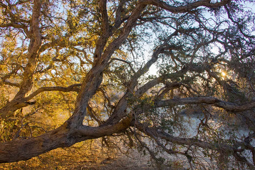 Experts urge planting hurricane-resistant trees to help climate change