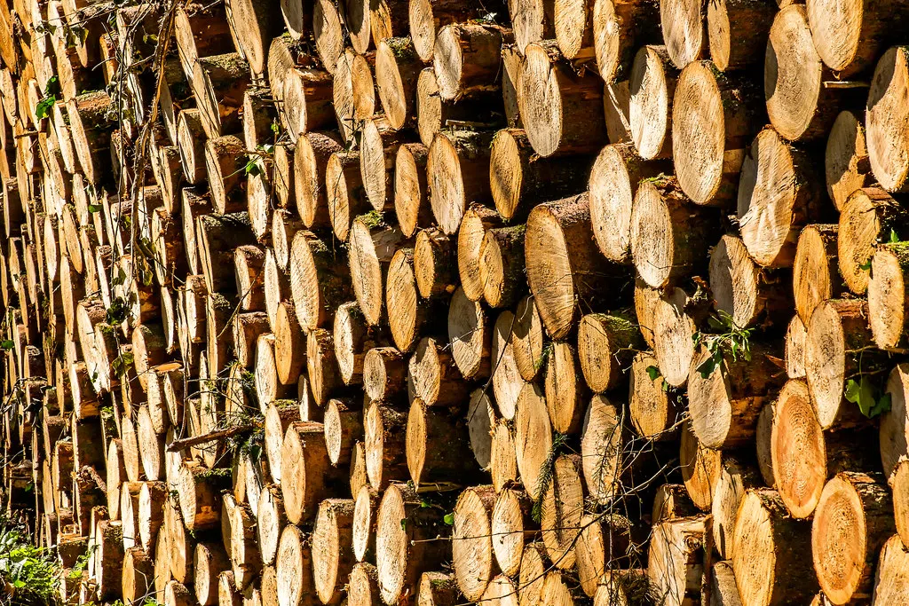 Lumber prices fall as interest rates soar, affecting housing market