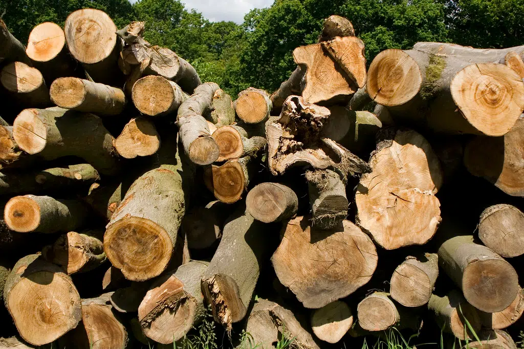 Loggers can apply for financial assistance through relief program at treasurer's office