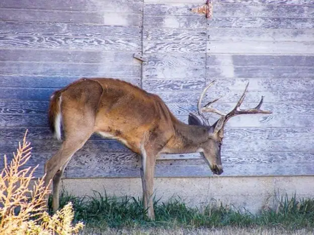Louisiana hunters asked to submit deer samples to detect and track cases of Chronic Wasting Disease