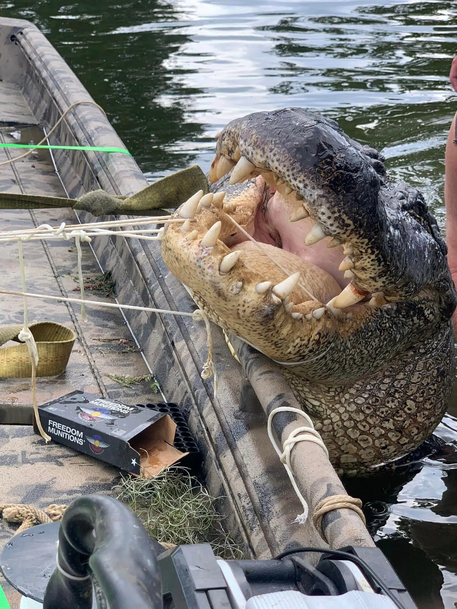 Calhoun man goes gator hunting for the first time and brings home one heck of a catch