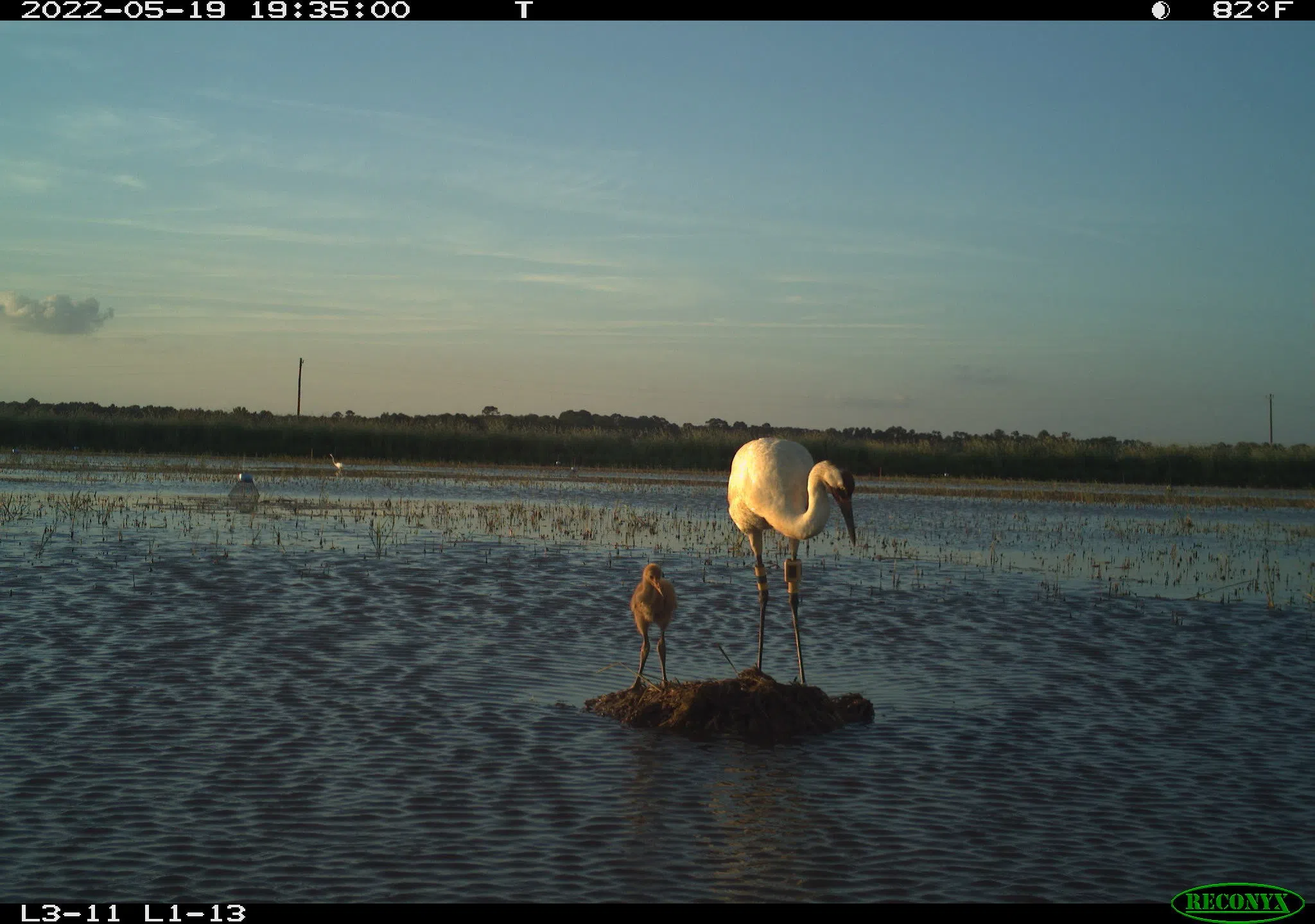 Louisiana's whooping crane population adds record eight wild hatched chicks during 2022 nesting season