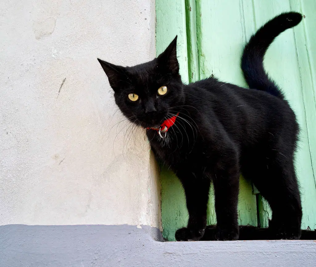 October 27th is National Black Cat Day
