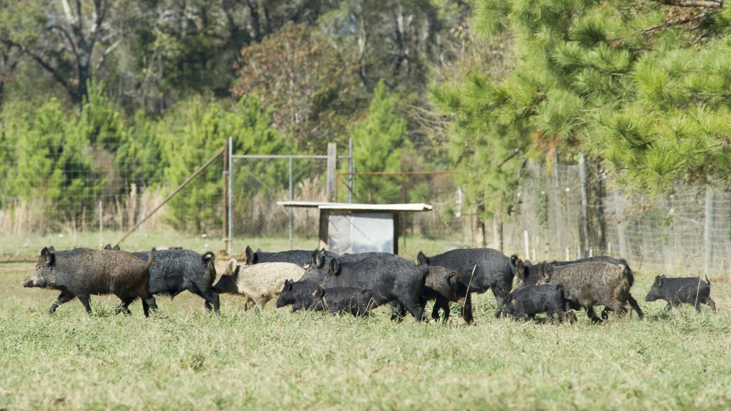 LSU AgCenter study: Feral hogs cost Louisiana farmers $91 million annually