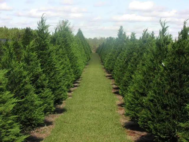 Louisiana Christmas tree farmers say trees are plentiful this season