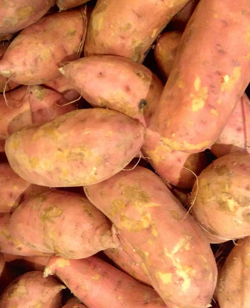 LSU Ag Center experts say sweet potato crop down as much as 60 per cent