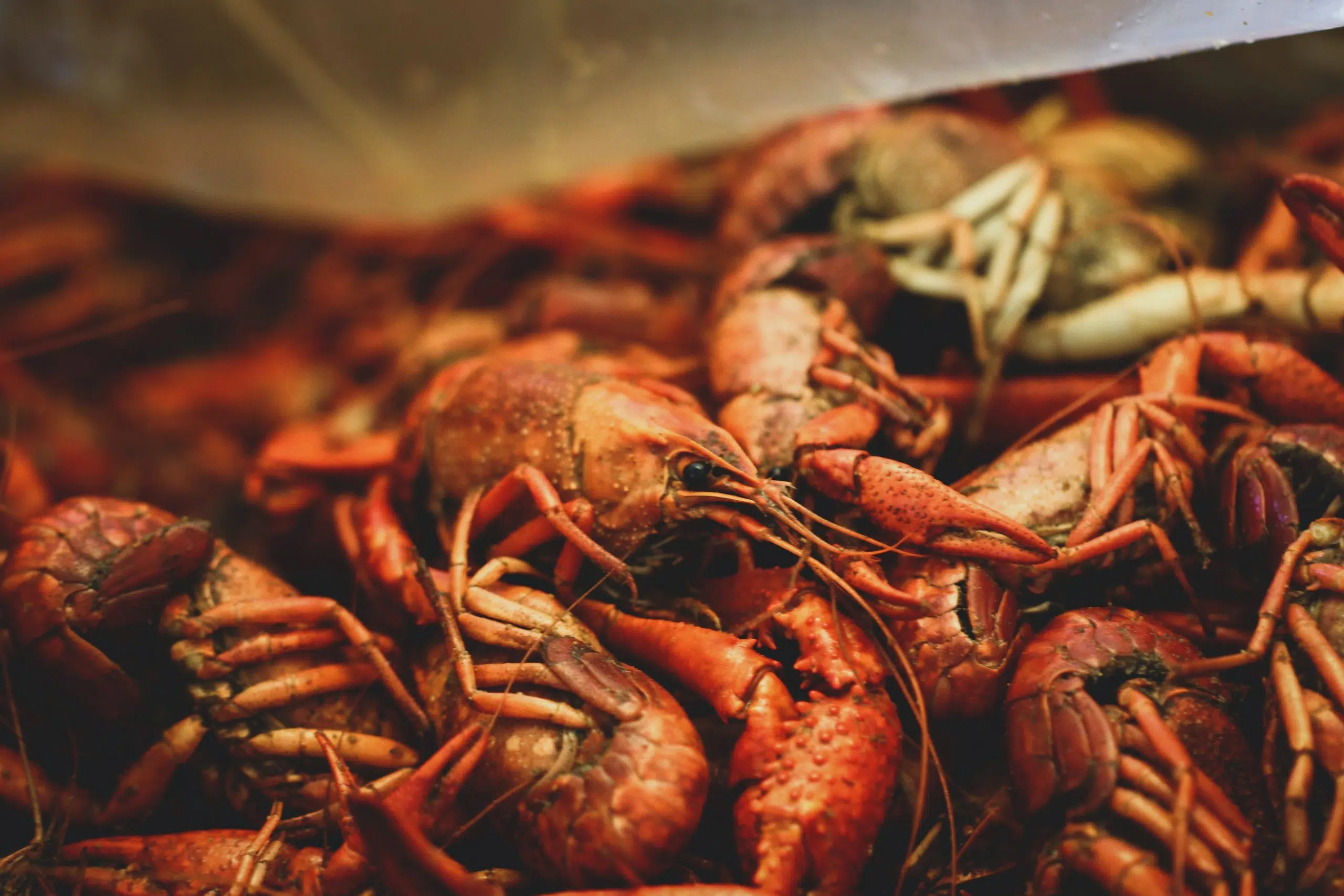 Opening weekend for crawfish season looks promising for 2023