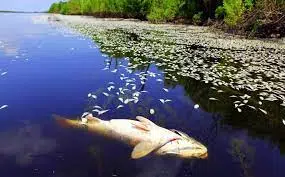 If you see dead fish this summer call LDWF