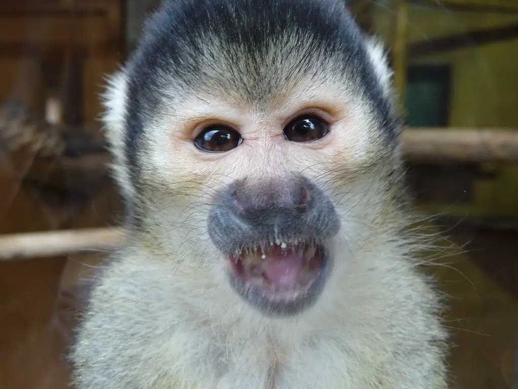 "Who Stole My Monkey?" 12 squirrel monkeys stolen from a zoo in Broussard