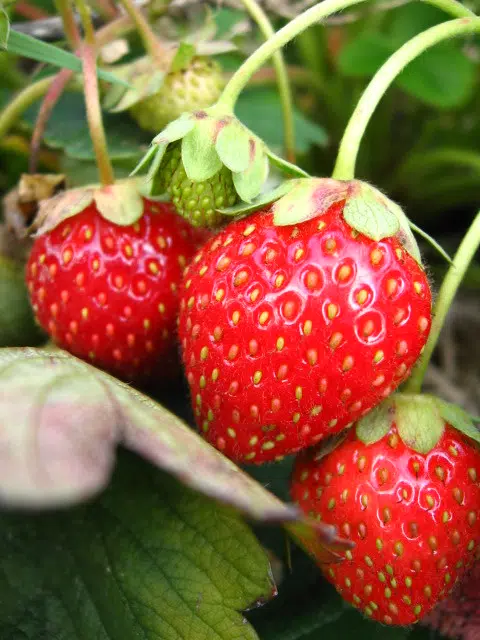 Warm weather is speeding up the season for Louisiana strawberry farmers