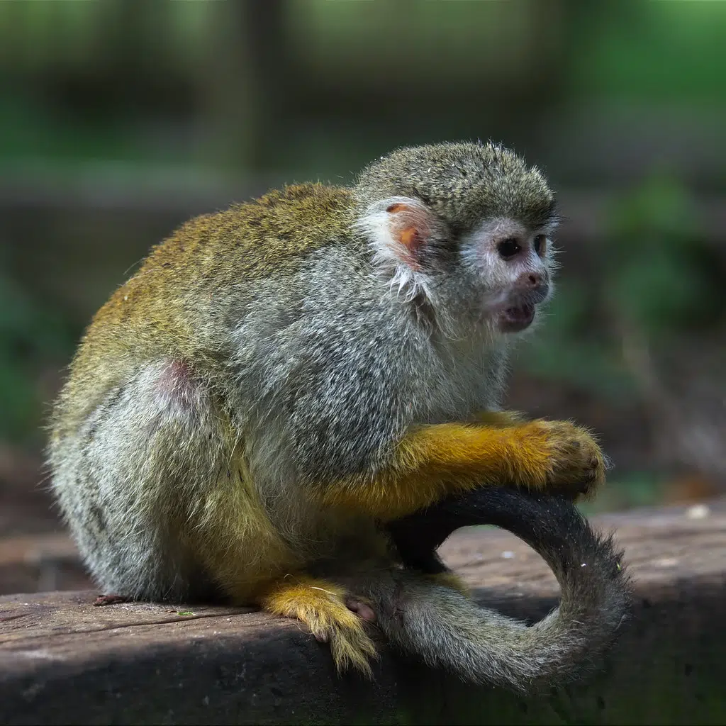 A dozen squirrel monkeys were stolen from a Louisiana zoo