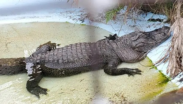 Ponchatoula gator Hardhide to retire at farm where she hatched 65 years ago