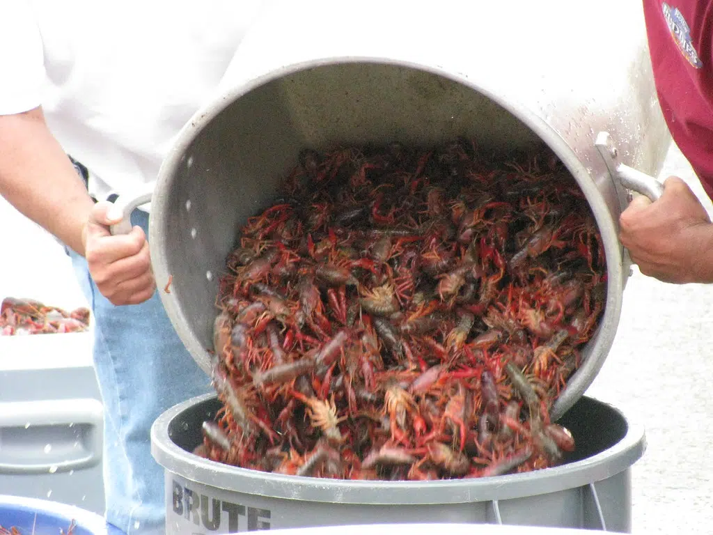 Crawfish prices are up by $.50 cents a pound ahead of Easter weekend