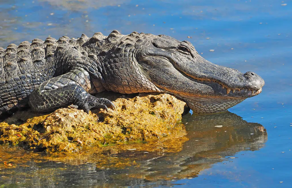 Alligator attacked 9-year-old boy swimming in Lake Pontchartrain Sunday